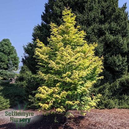 Amber Glow Redwood