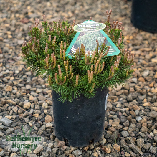 Pinus Mugo Slowmound Pine - 203260