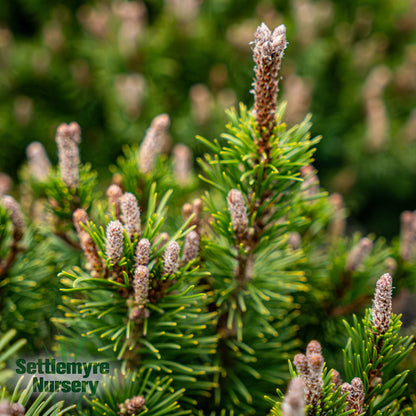 Pinus Mugo Slowmound Pine - 203260