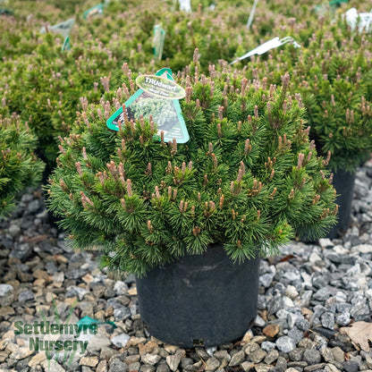 Pinus Mugo Slowmound Pine - 203260