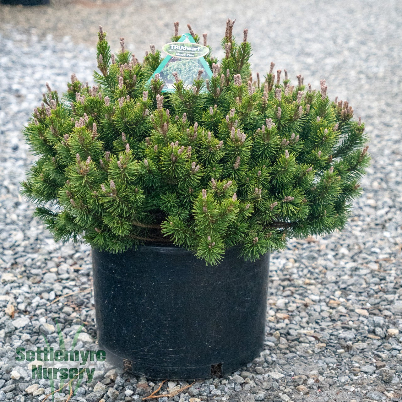Pinus Mugo Slowmound Pine - 203260