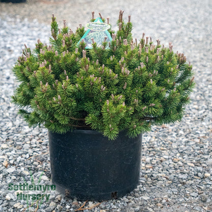Pinus Mugo Slowmound Pine - 203260