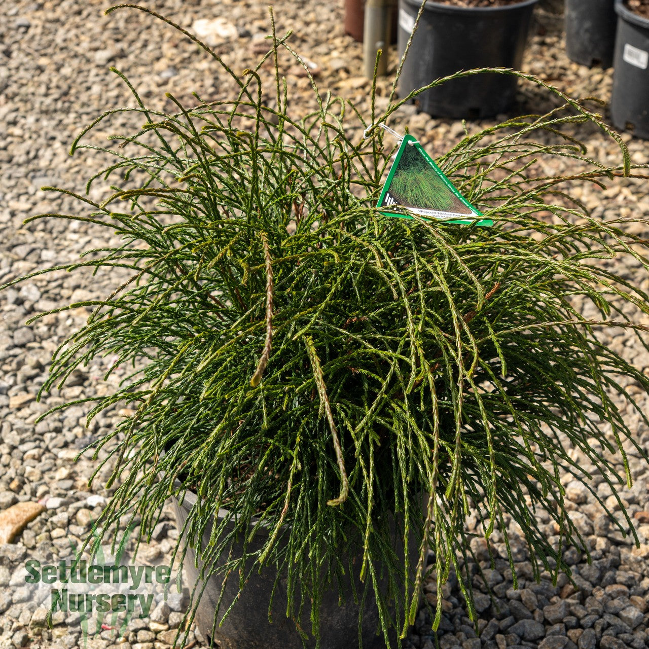 Thuja Whipcord