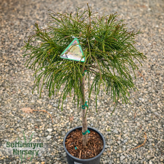 Thuja Whipcord Standard Tree