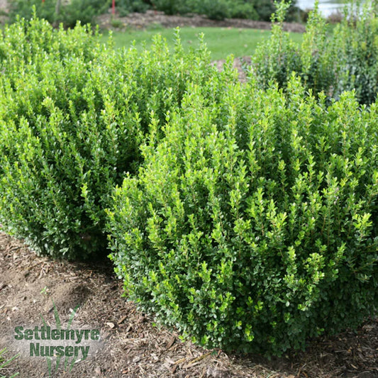 Boxwood Sprinter - 203275