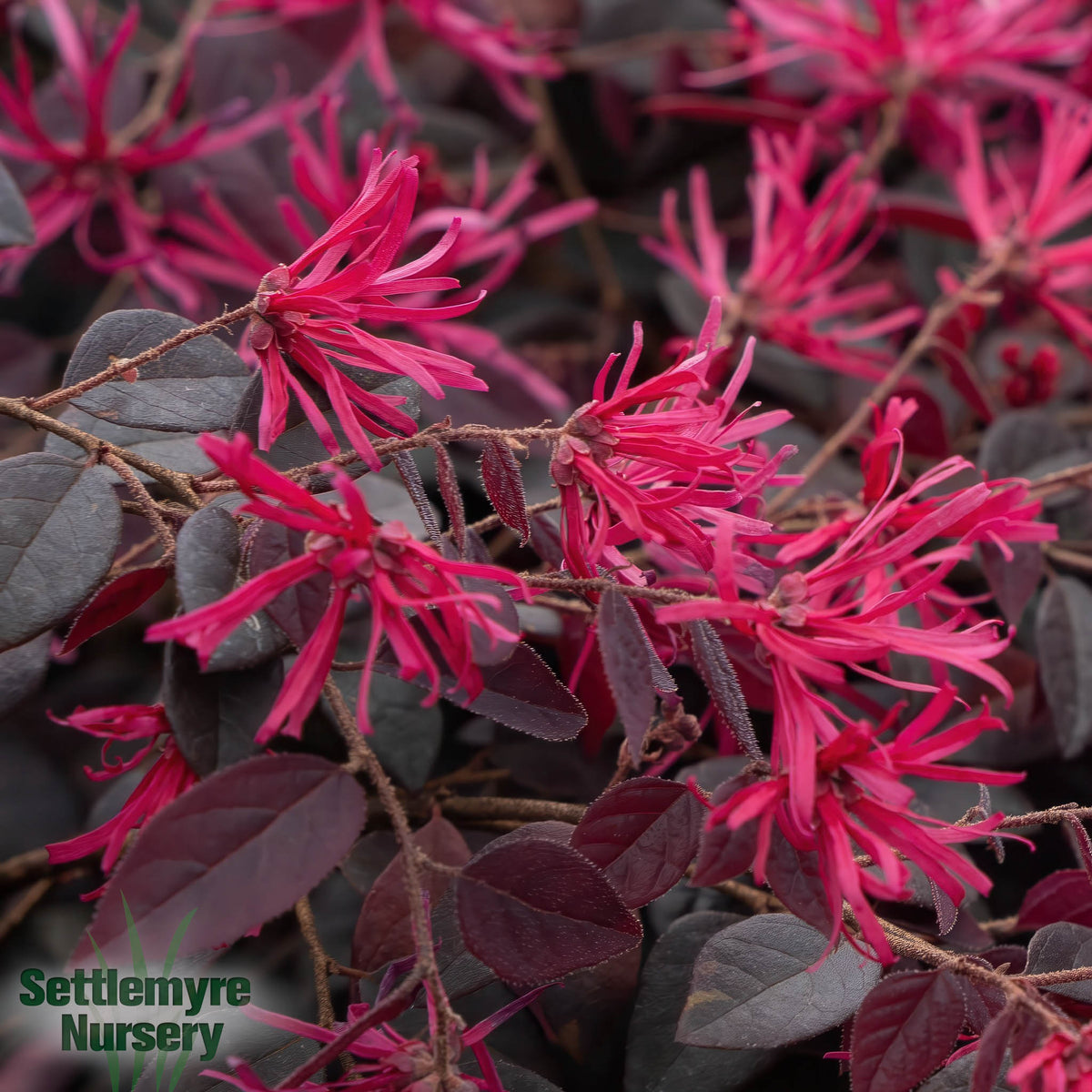 Cerise Charm® Loropetalum Shrub