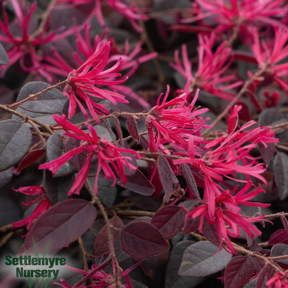 Cerise Charm® Loropetalum Shrub