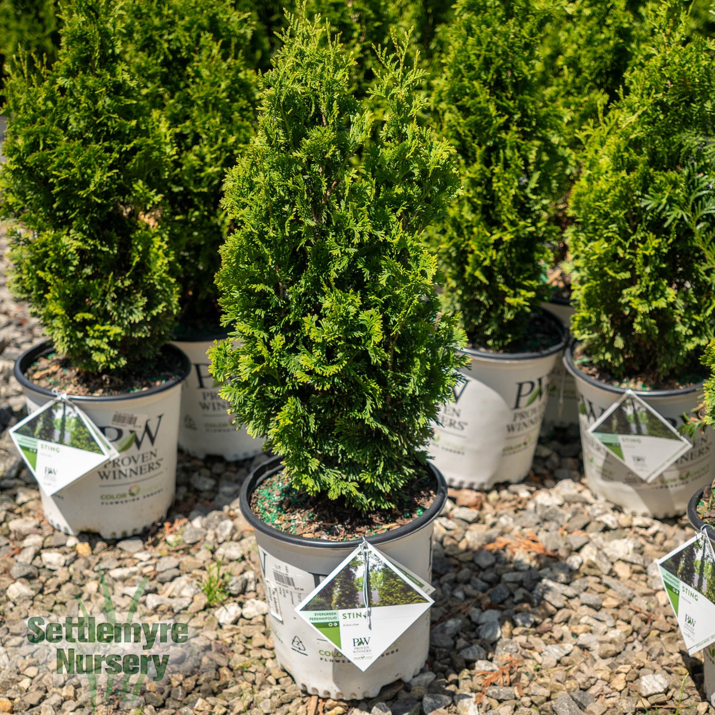 Thuja Sting Aborvitae 2G