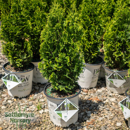 Thuja Sting Aborvitae 2G