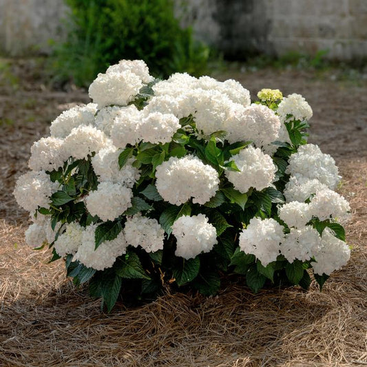 Dreamcloud Hydrangea by Endless Summer Hydrangea