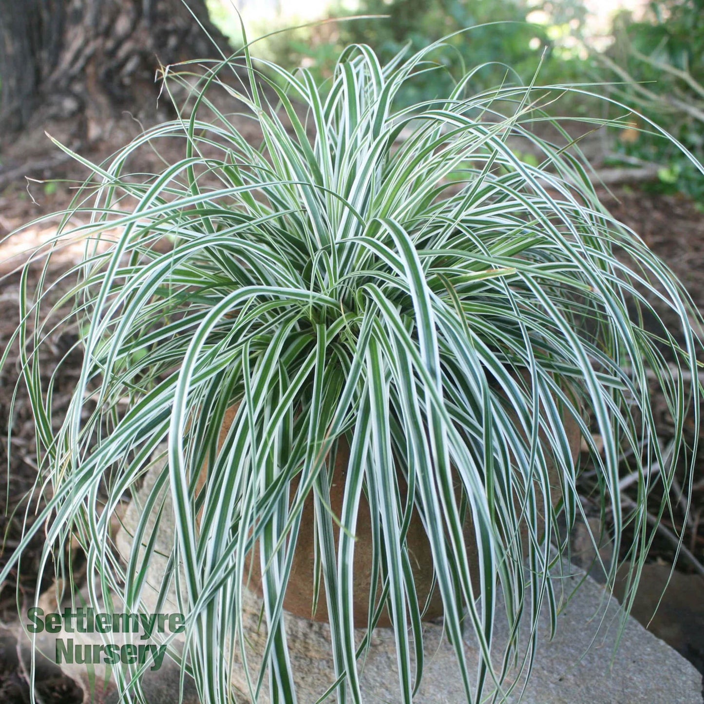 Carex Everest Ornamental Grass