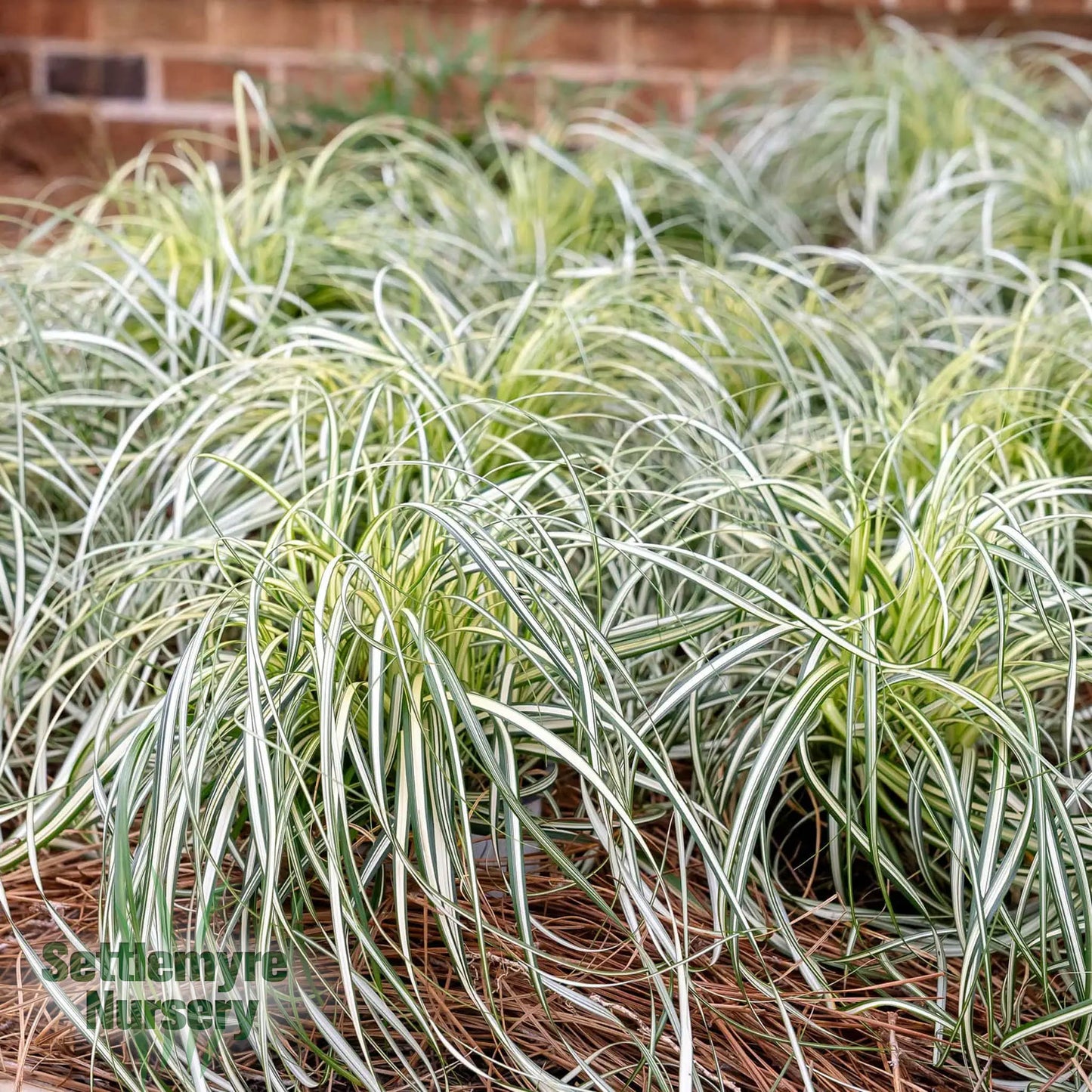 Carex Moonfalls Ornamental Grass