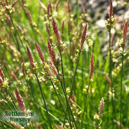 Pennsylvania Carex Sedge Grass