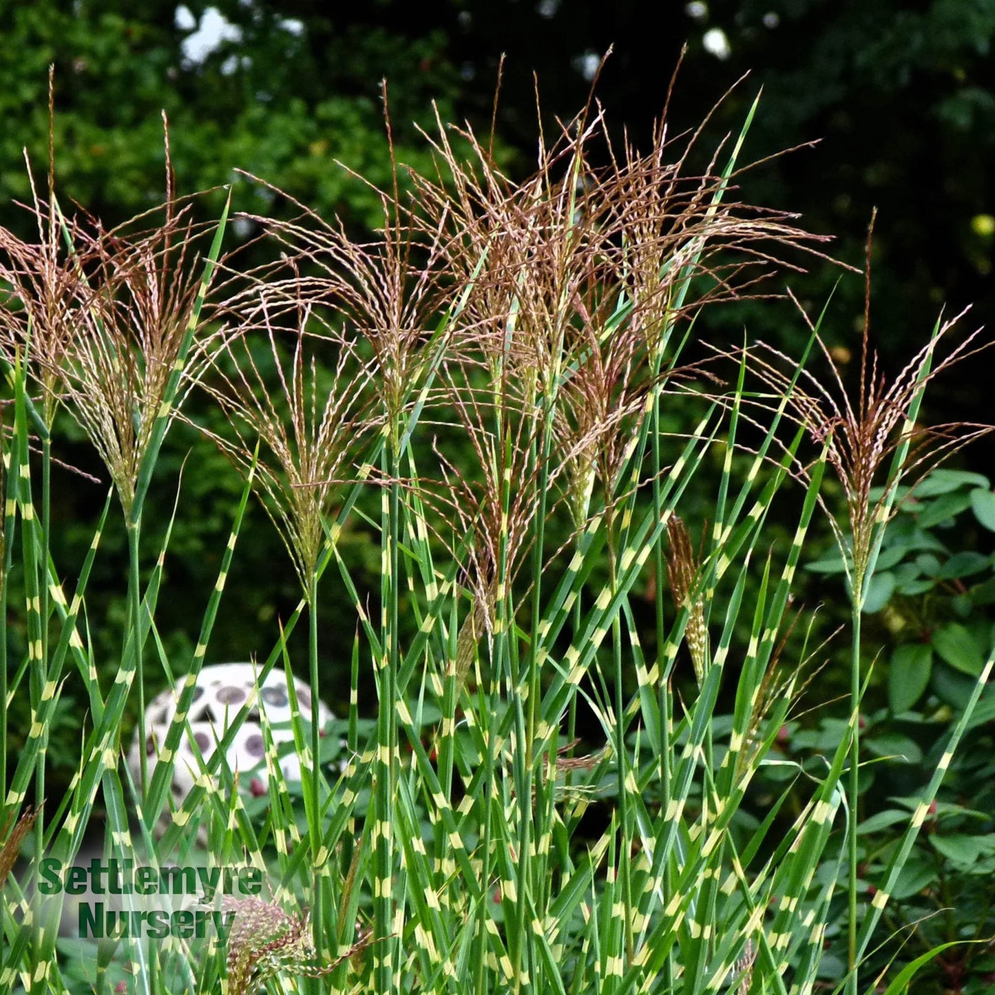 Miscanthus Zebra Ornamental Grass