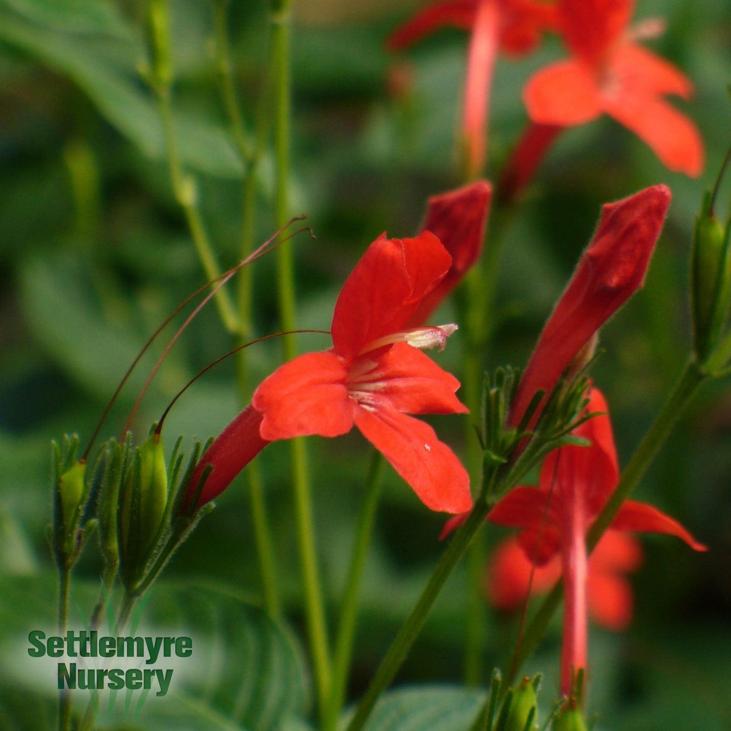 Ruellia Rajin Cajun 1G