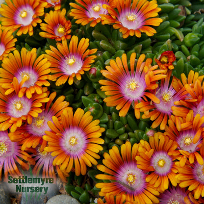 Ice Plant Fire Spinner 1G