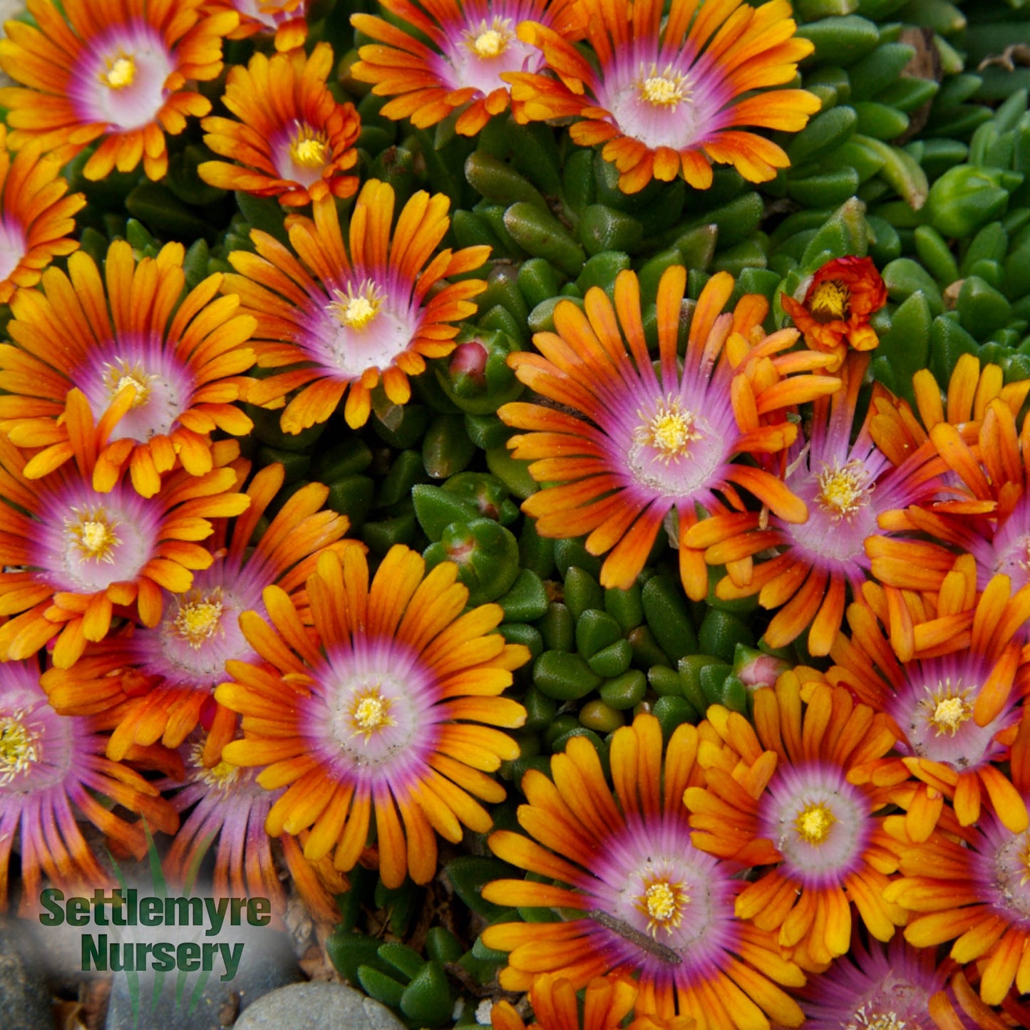 Ice Plant Fire Spinner 1G