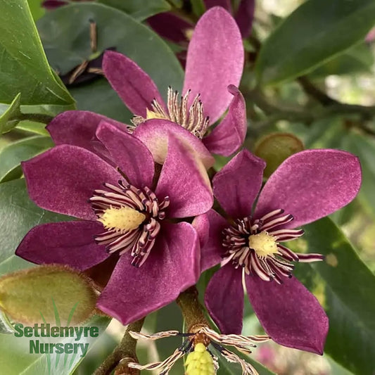 Stellar Ruby Magnolia Tree