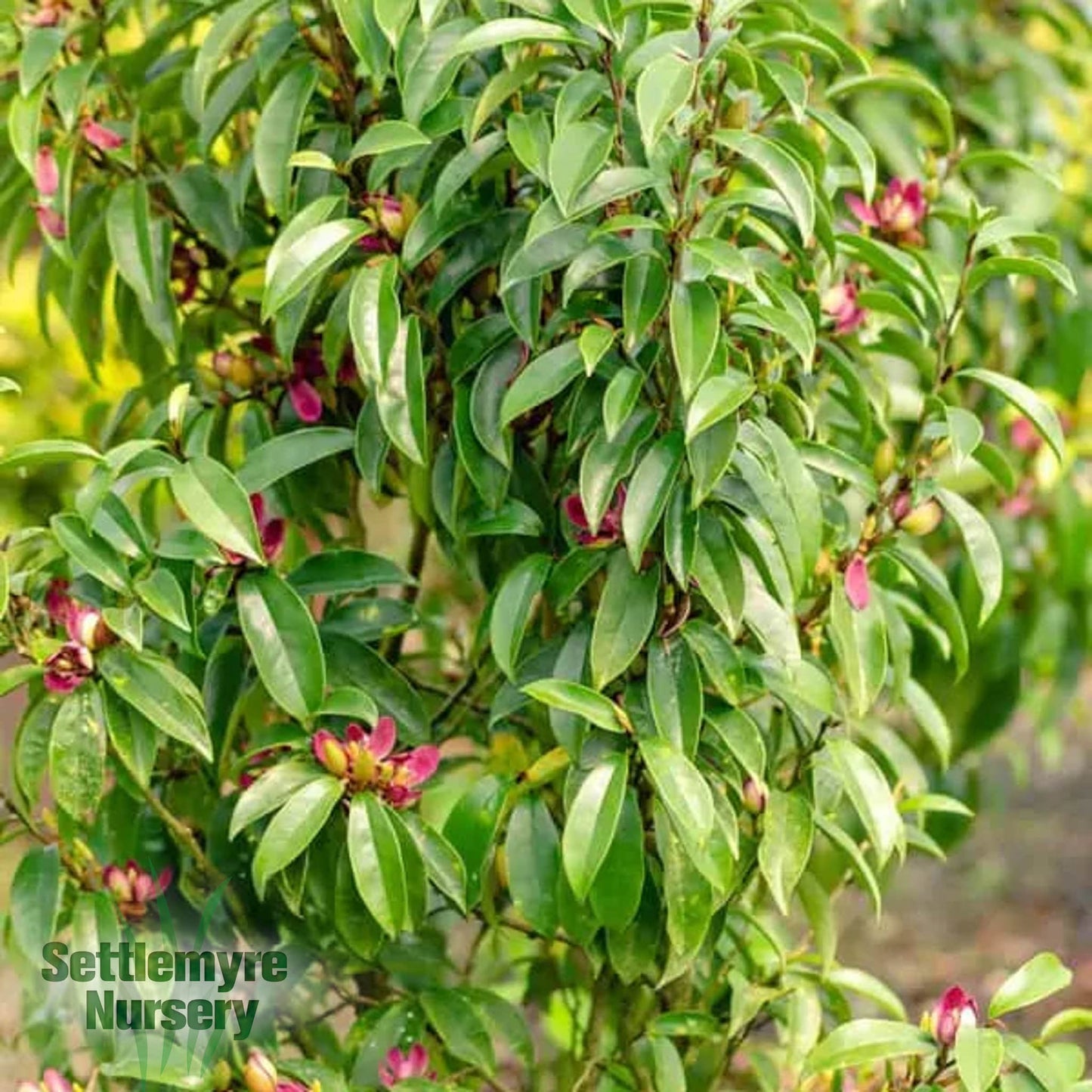 Stellar Ruby Magnolia Tree