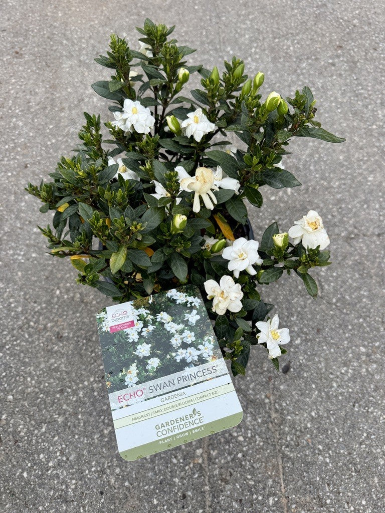 Gardenia Swan Princess