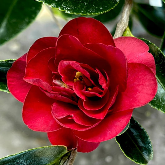 Camellia Ruby October Magic 2g