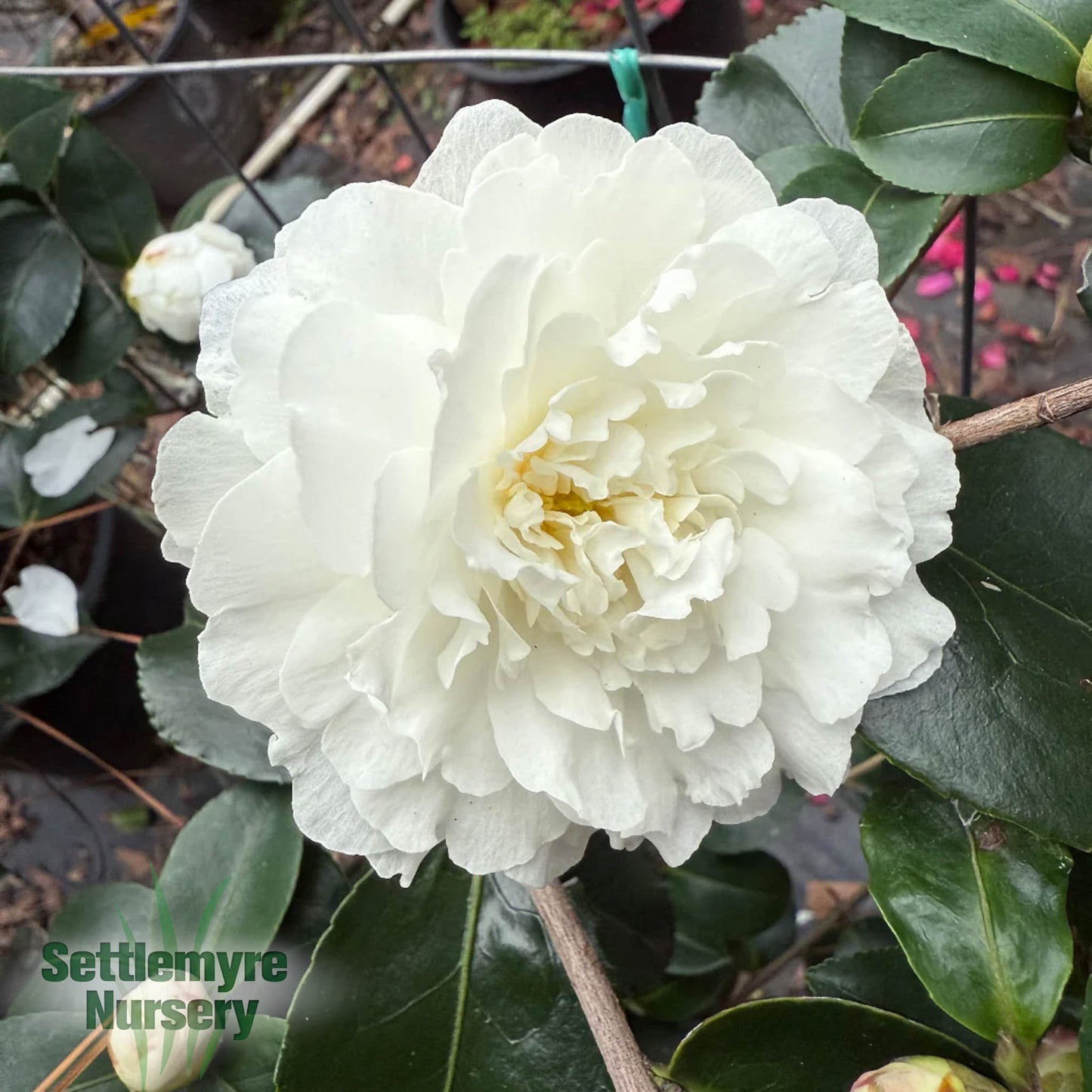 Camellia October Magic Ivory 1 Gallon