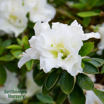 Azalea Perfecto White 2 Gallon Proven Winners