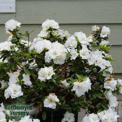 Azalea Perfecto White 2 Gallon Proven Winners