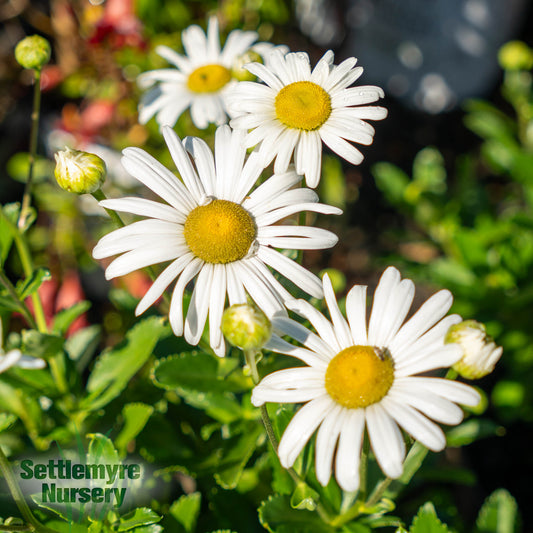 Montauk Daisy 1 Gallon