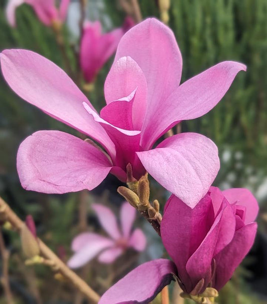 Magnolia Ann 7 Gallon