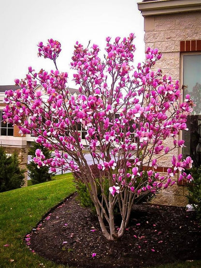 Magnolia Ann 7 Gallon