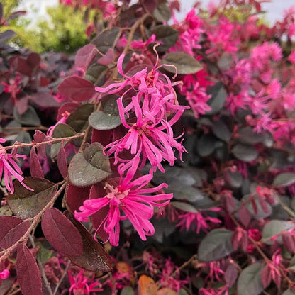 Daruma Loropetalum with vivid pink blooms