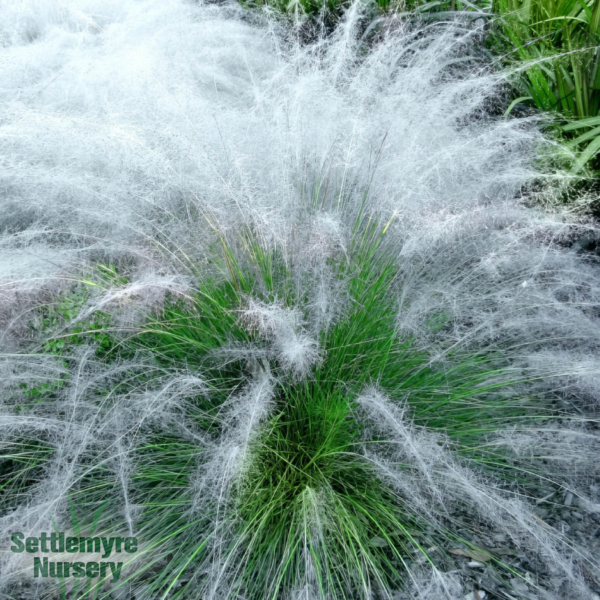 Grass White Muhly 3 Gallon
