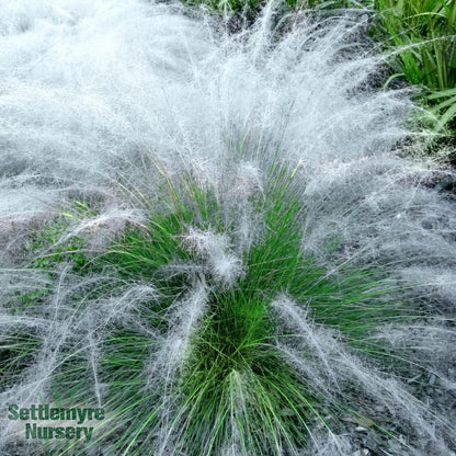 Grass White Muhly 3 Gallon