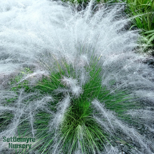 Grass White Muhly 3 Gallon