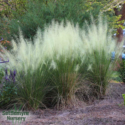 Grass White Muhly 3 Gallon