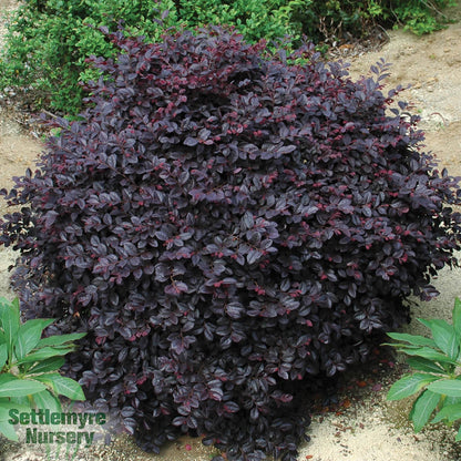 Cerise Charm® Loropetalum Shrub