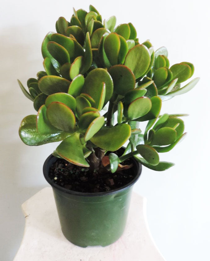 House Jade 6