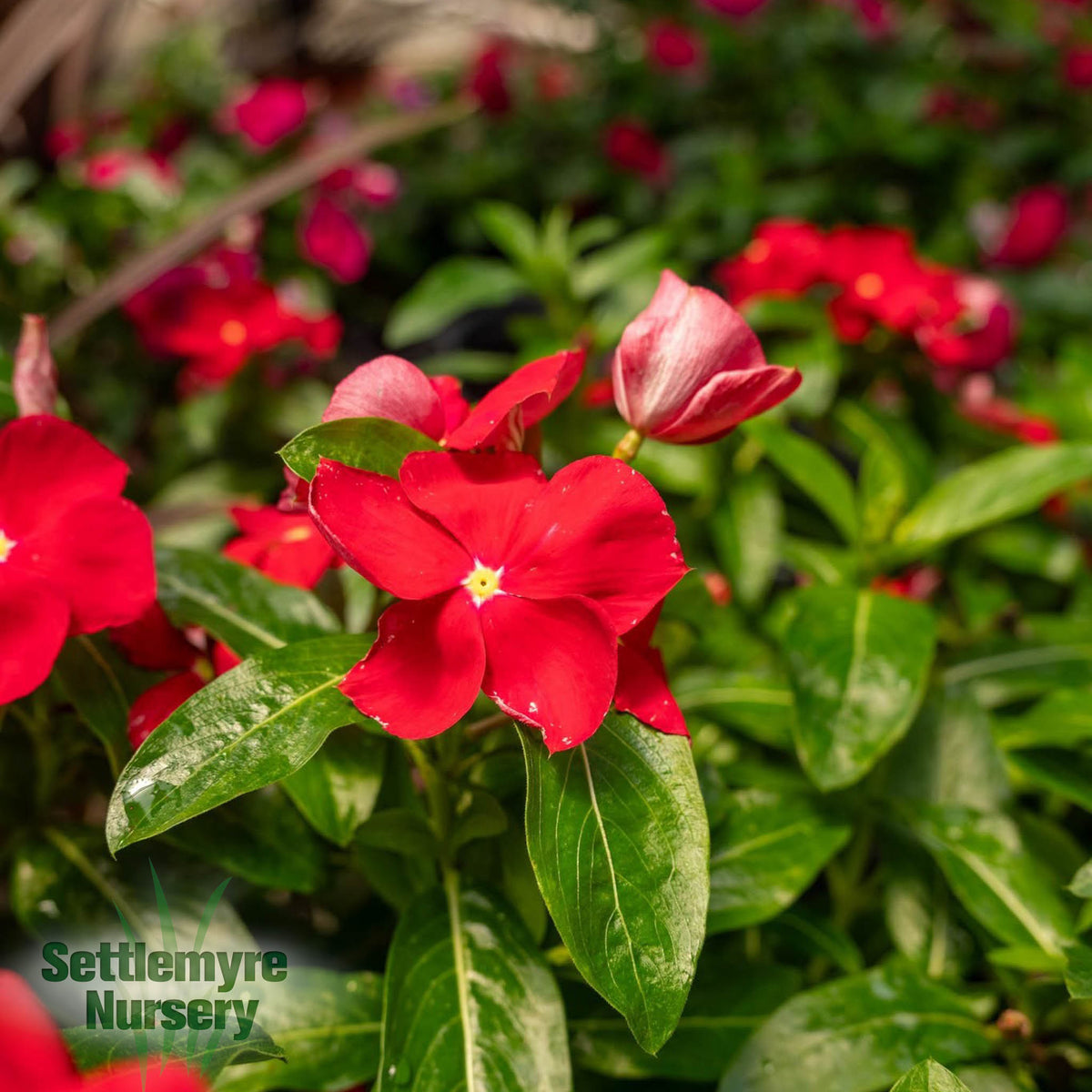 Assorted Annuals 6"