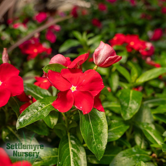 Assorted Annuals 6"