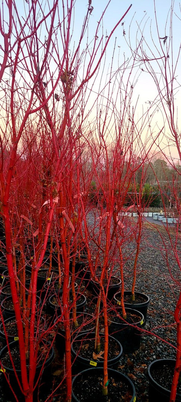 Japanese Maple Coral Bark