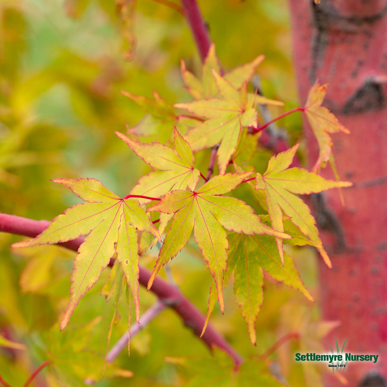 Japanese Maple Coral Bark