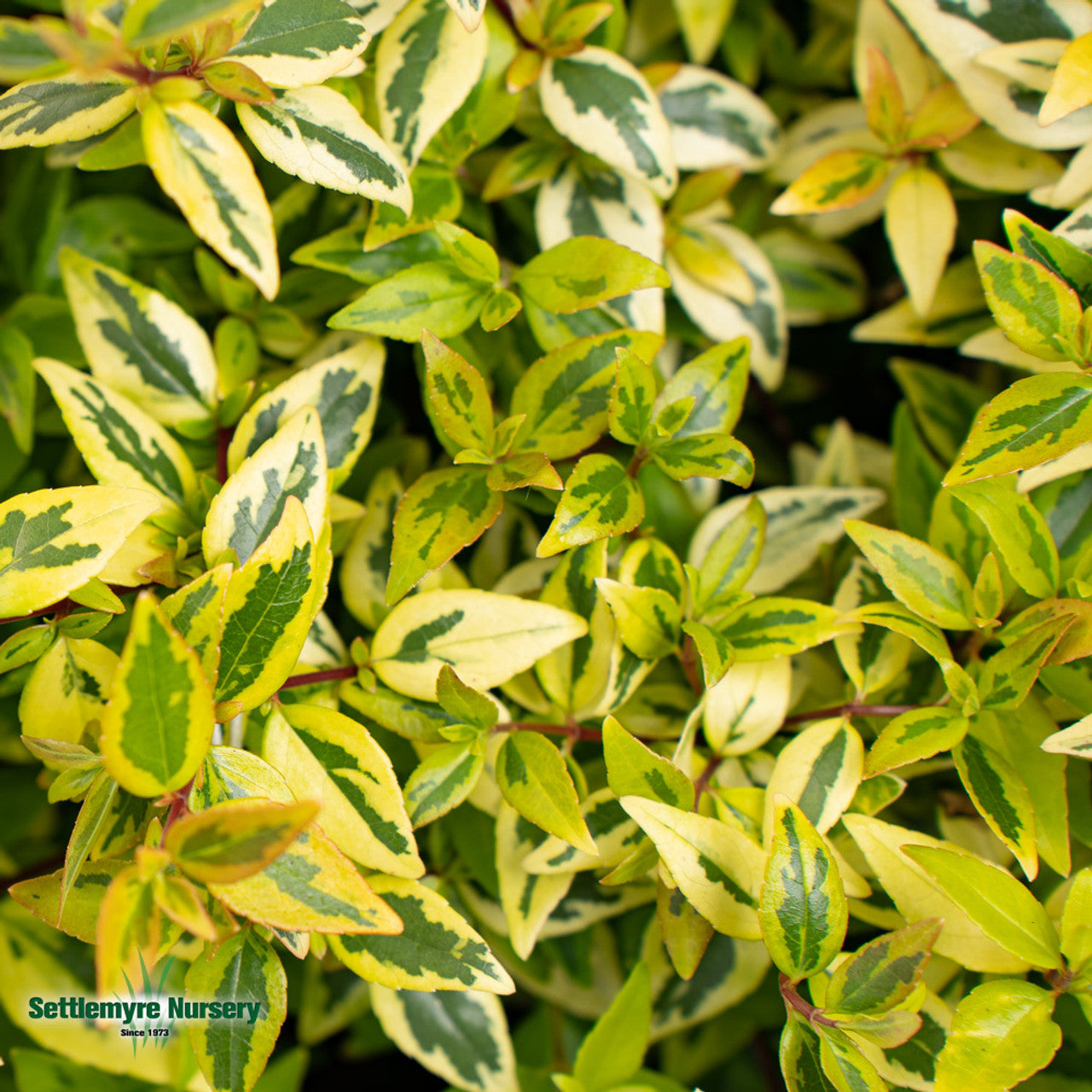 Abelia Kaleidoscope