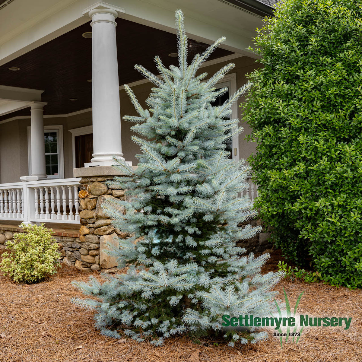 Fat Albert Blue Spruce