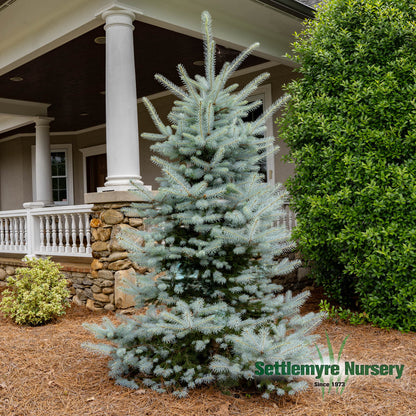 Fat Albert Blue Spruce