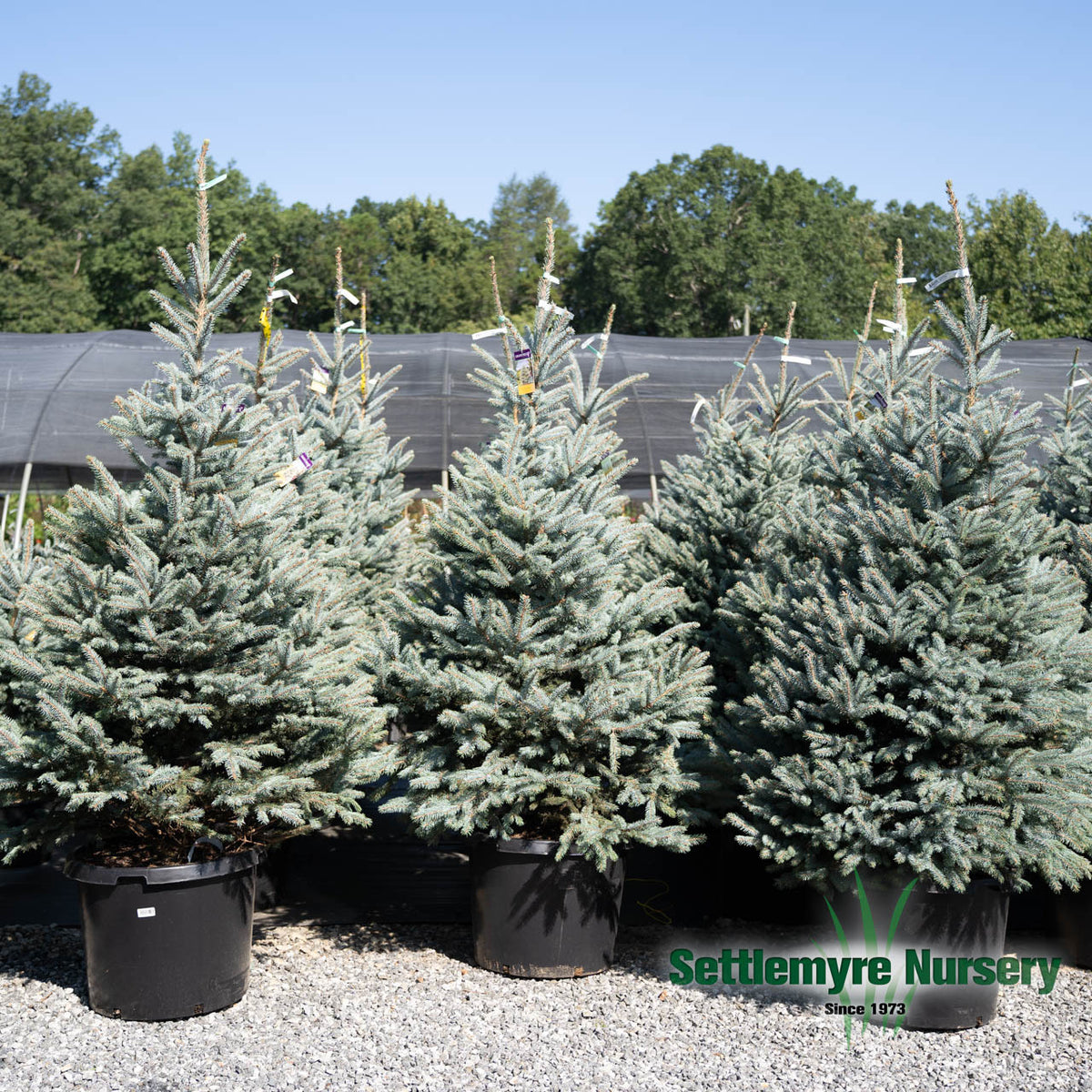 Fat Albert Blue Spruce