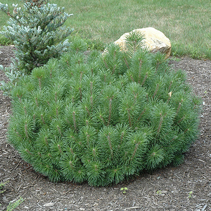 Mugho Pine