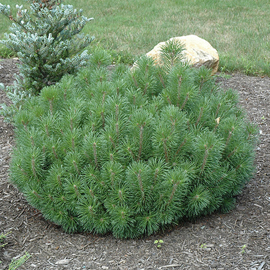 Mugho Pine