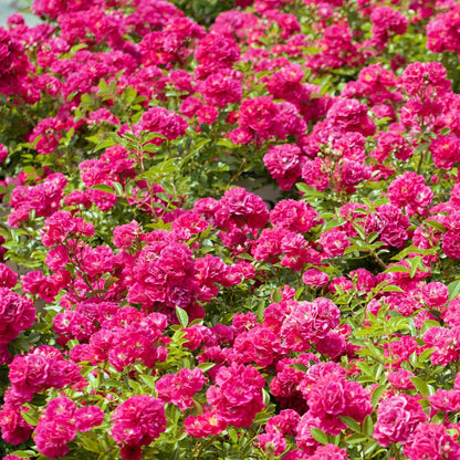 Easy Peasy Rose