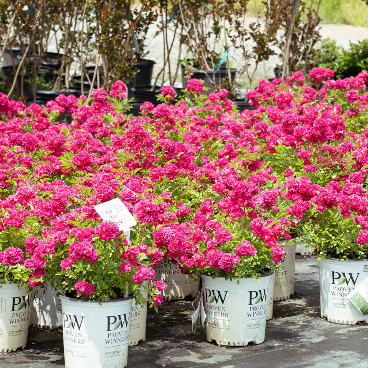 Easy Peasy Rose
